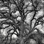 Old Oak Tree © Harold Davis