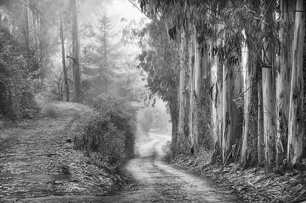 Road Less Traveled by Harold Davis