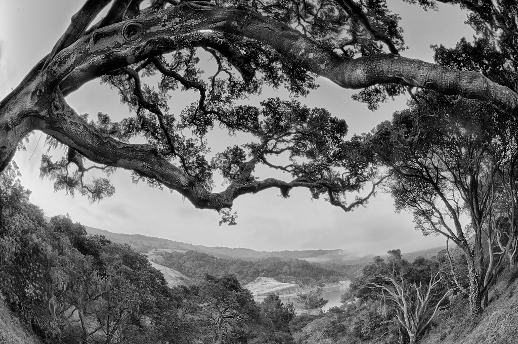 Under the Old Oak Tree © Harold Davis