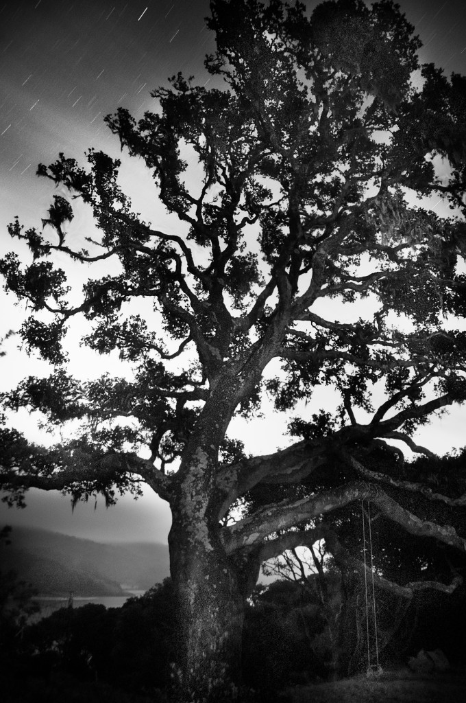Oak Tree Swing © Harold Davis
