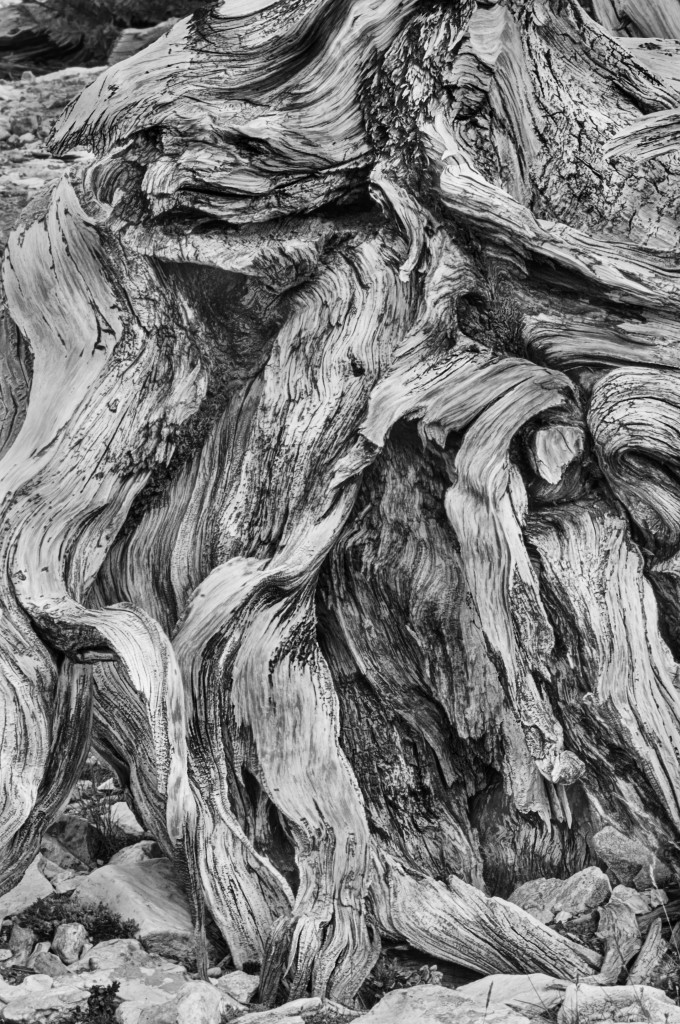 Ancient Bristlecone © Harold Davis