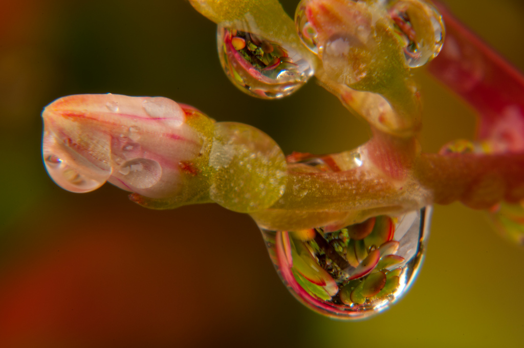 Drops of Rain © Harold Davis