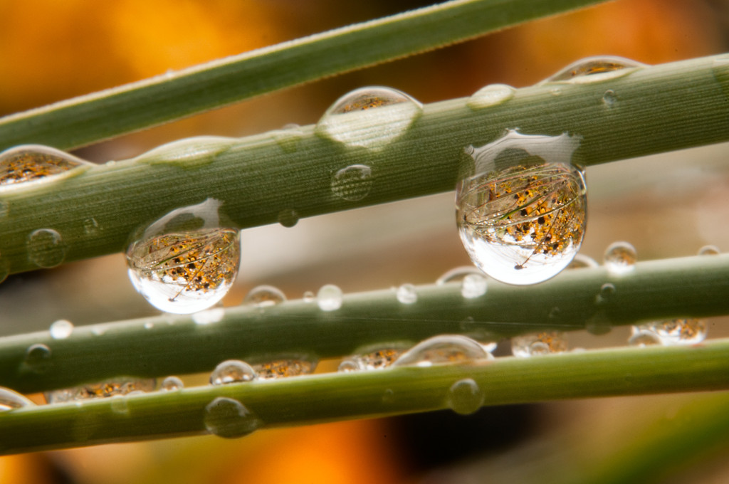 Black-eyed Waterdrops © Harold Davis