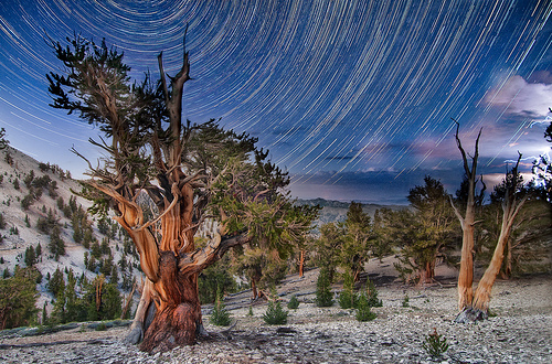 Distant Night Storm in the Patriarch Grove © Harold Davis