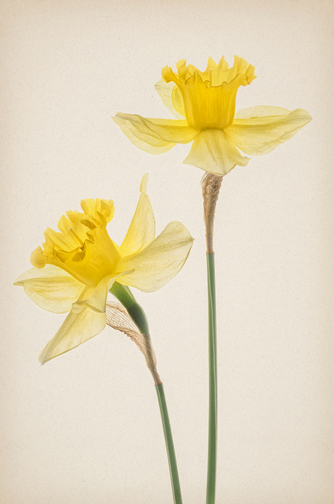 Duet of Daffodils © Harold Davis