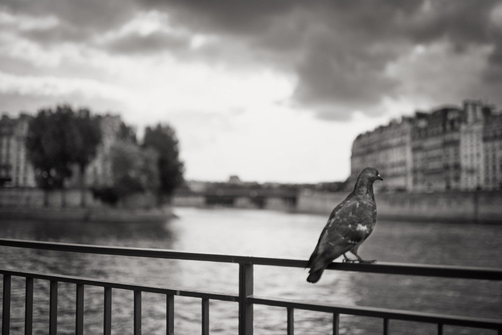 Pigeon de Paris © Harold Davis