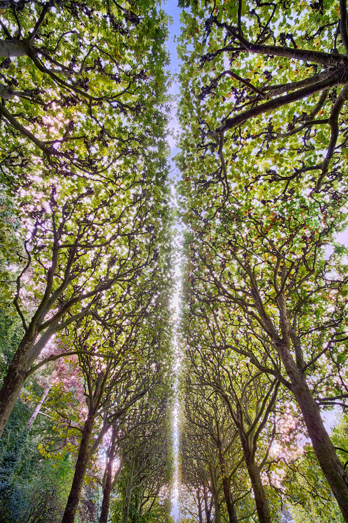 Tree Line © Harold Davis