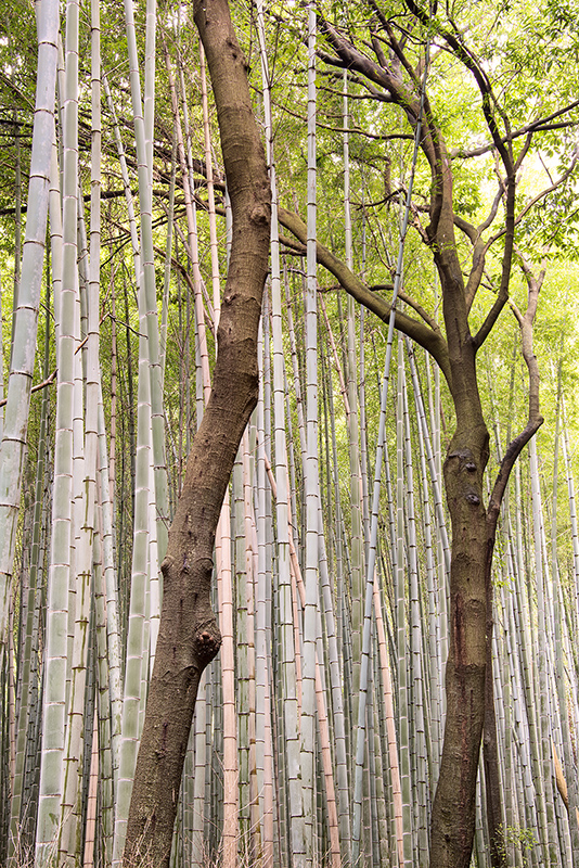 Bamboo Forest © Harold Davis