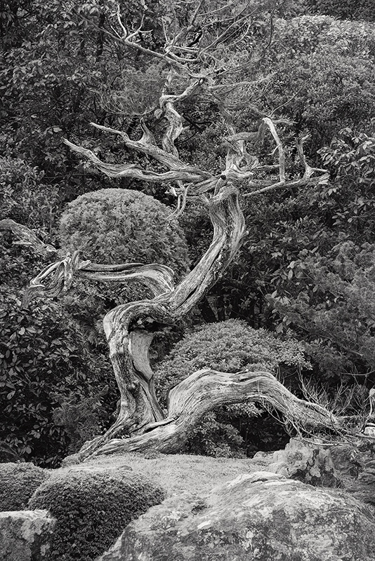 Old Tree, Konchi-in Garden © Harold Davis