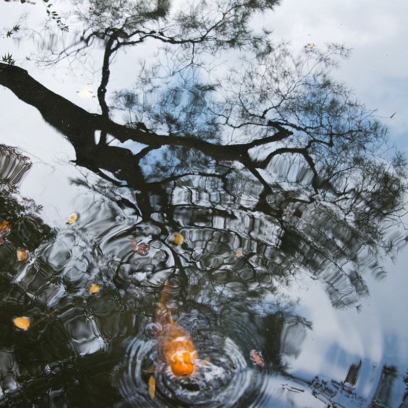 Reflections in a Japanese Garden © Harold Davis