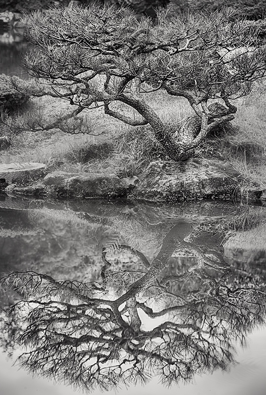 Tree and Reflection © Harold Davi