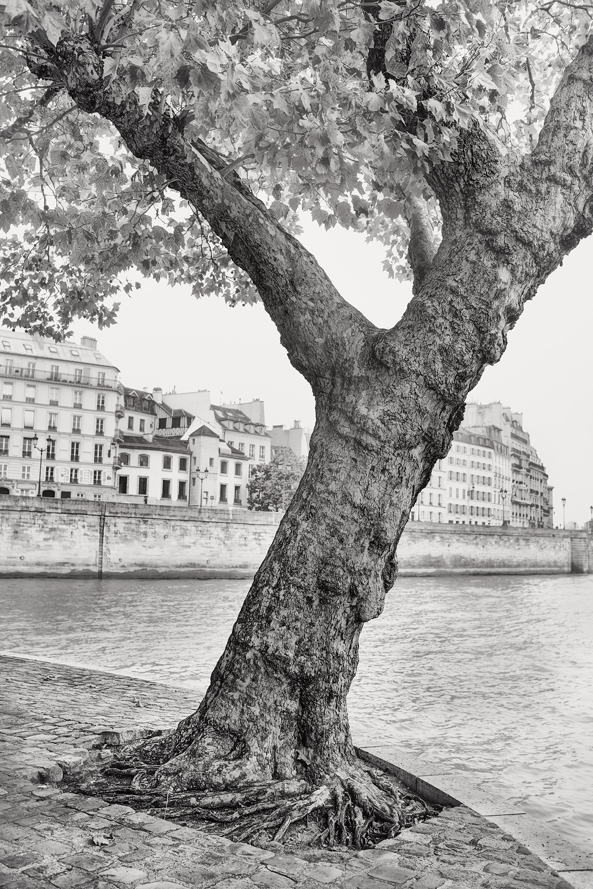 Ile de la Cite from Ile St-Louis © Harold Davis