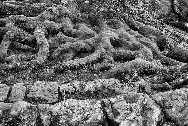 Old Tree Roots in a Temple Yard © Harold Davis