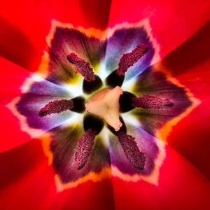 Tulip © Harold Davis