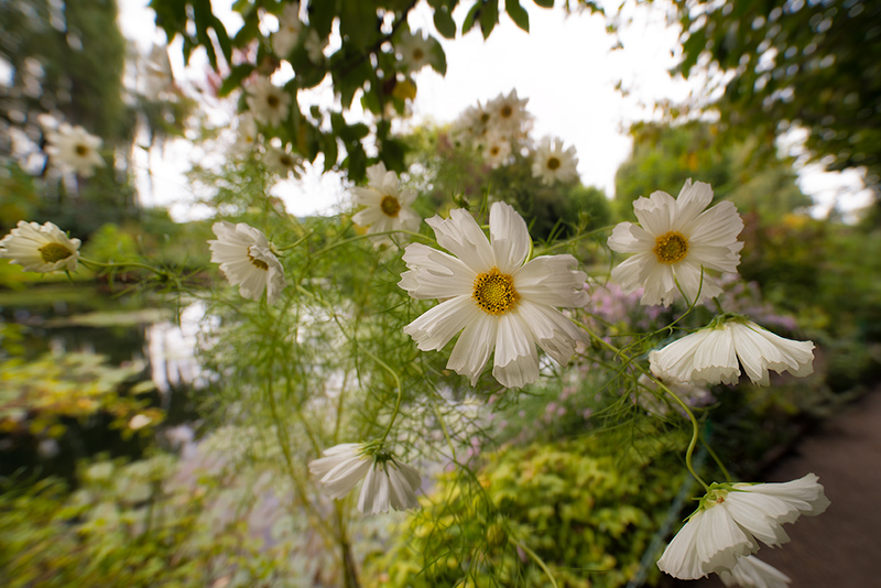 White Chrysanthemums Japonicum at Giverny © Harold Davis