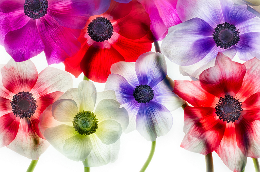 Anemones 1 © Harold Davis