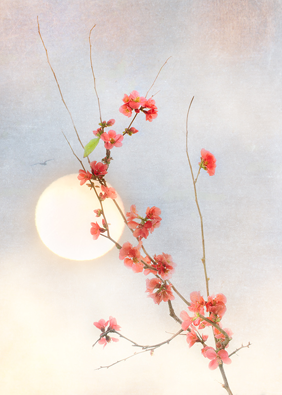 Flowering Quince with Moon © Harold Davis