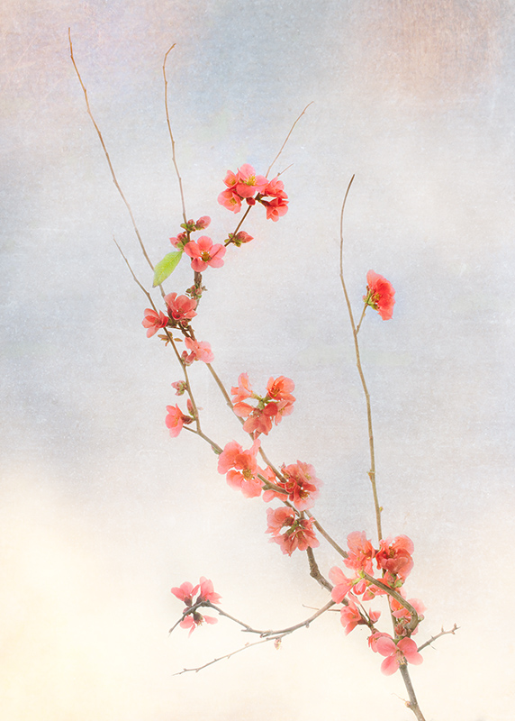 Flowering Quince © Harold Davis