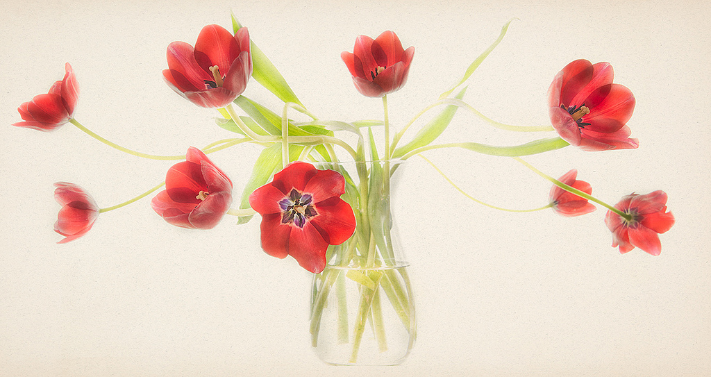 Red Tulips in a Glass Vase © Harold Davis