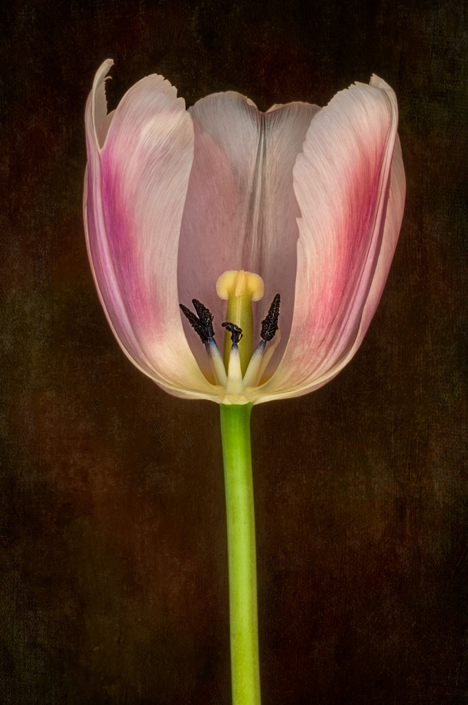 Tulip Within © Harold Davis
