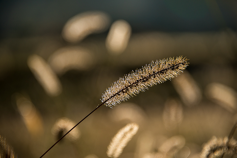 Field, Chikatsuyu © Harold Davis