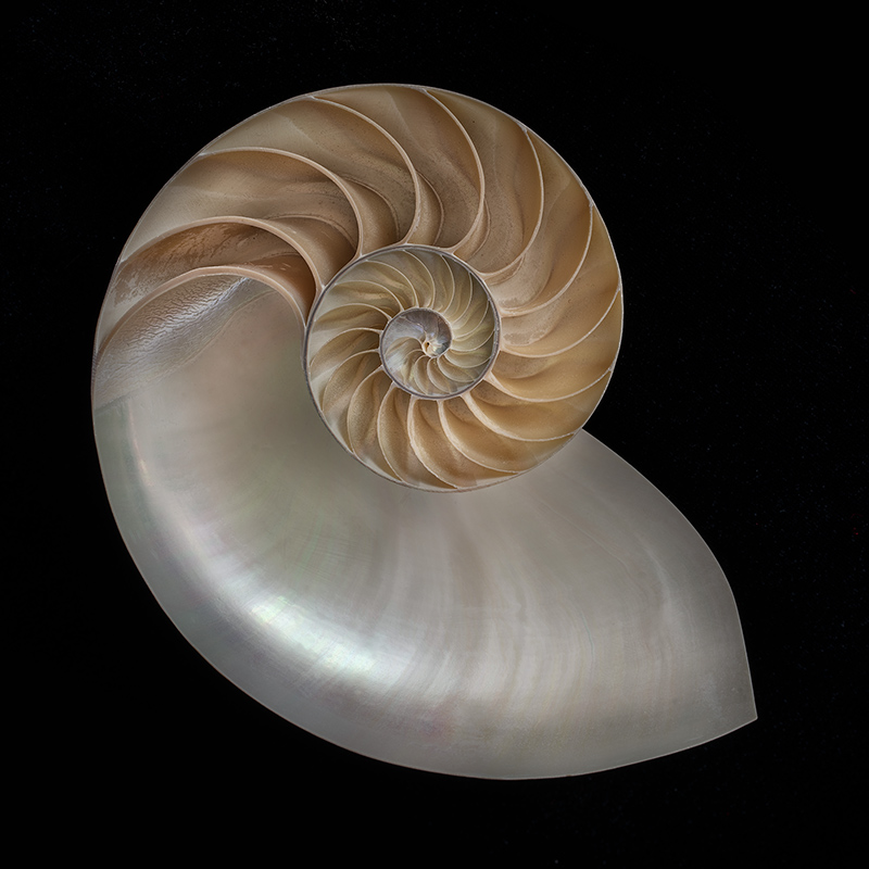 Nautilus February 20 2014 © Harold Davis