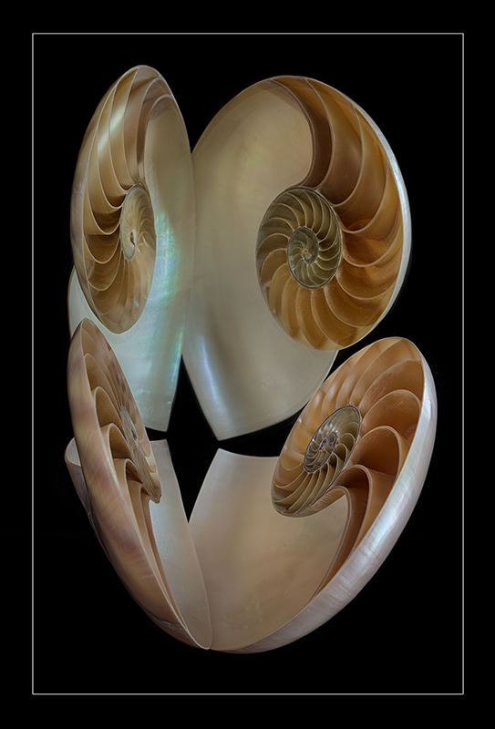 Nautilus by Halves © Harold Davis