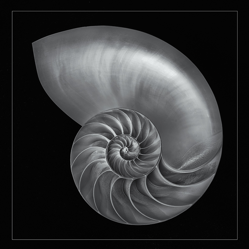 Nautilus © Harold Davis
