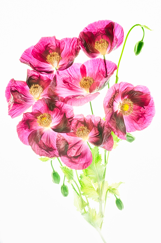 Opium Poppies © Harold Davis