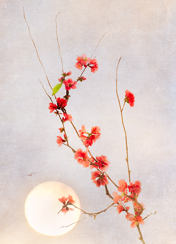 Quince by Moon