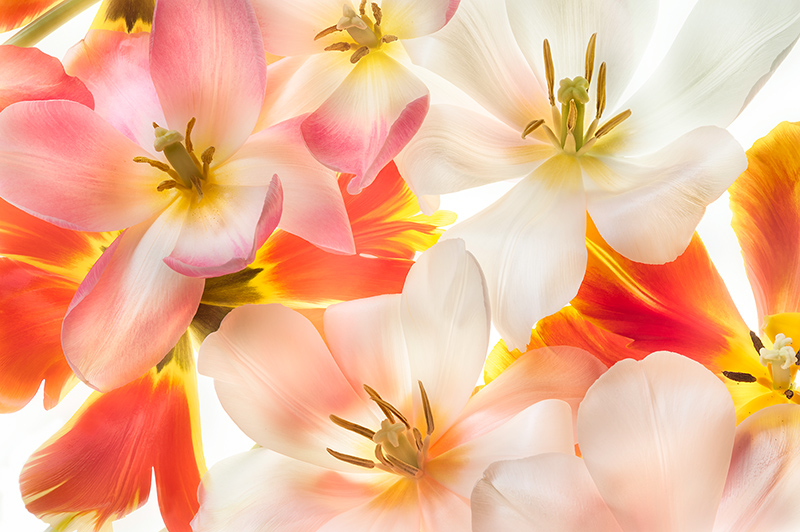 Tulips 2 © Harold Davis