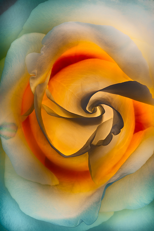 Rose after Delauney and O'Keeffe © Harold Davis