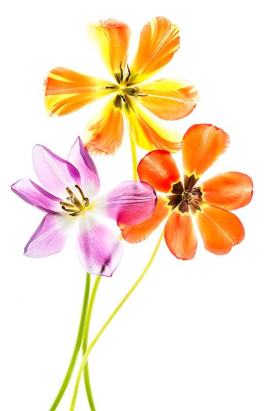 Three Flowers for Phyllis © Harold Davis