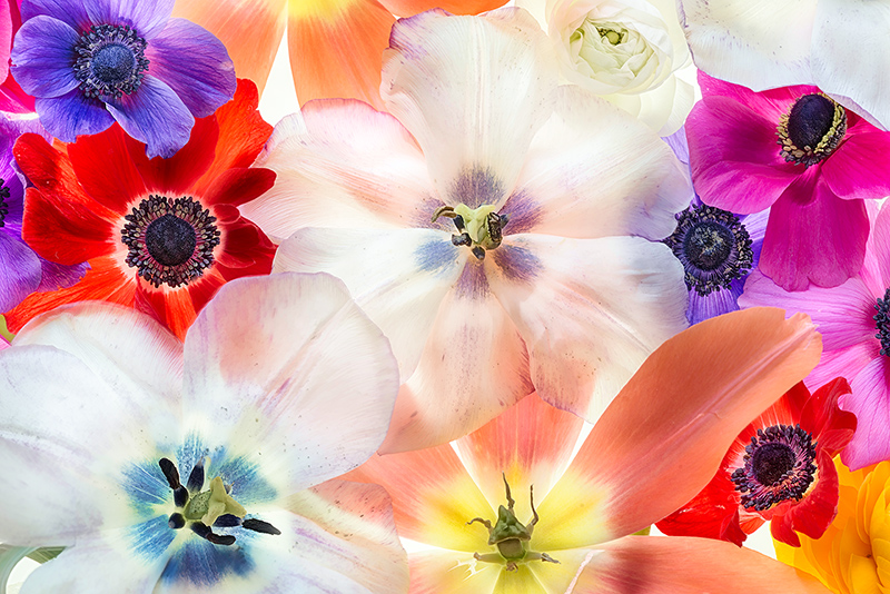Tulips and Anemones © Harold Davis