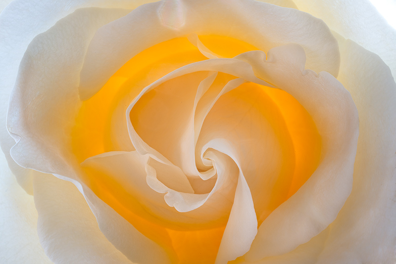 Within each rose © Harold Davis