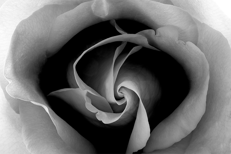 Within each rose © Harold Davis