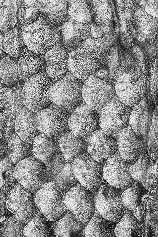 Fish Scales in Black & White © Harold Davis