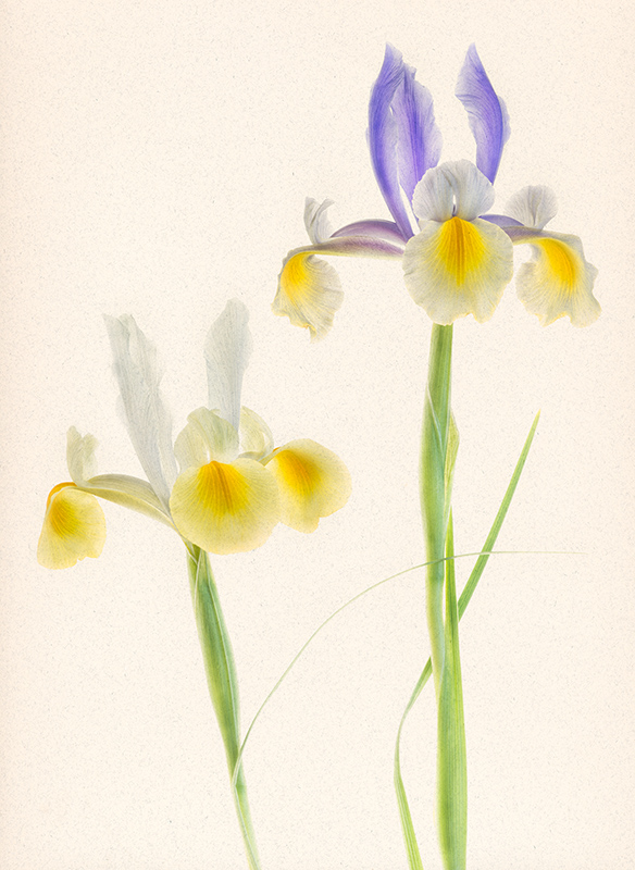 Iris Friends © Harold Davis