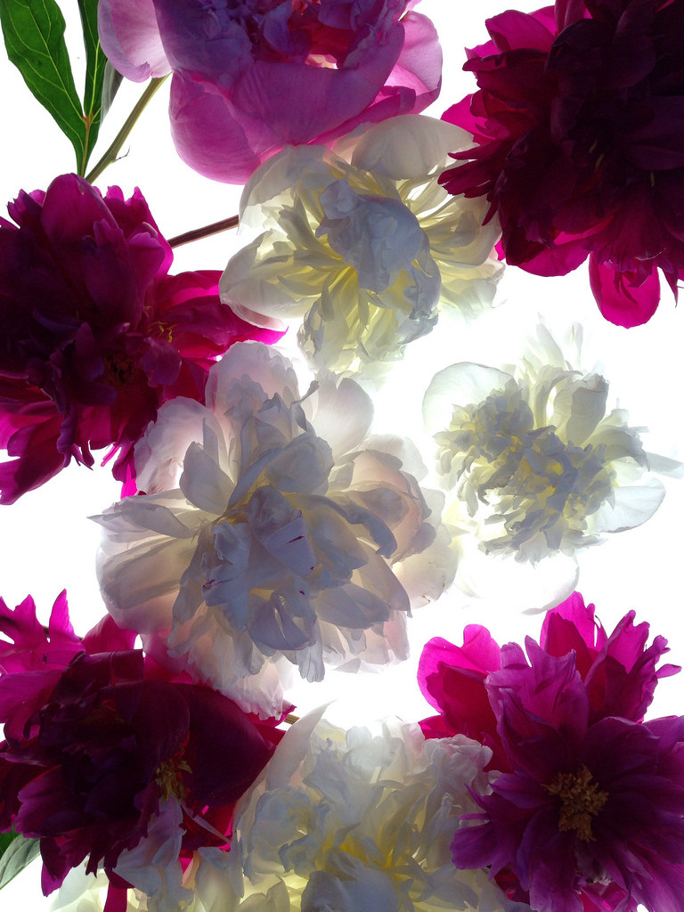 Peonies on a Lightbox © Harold Davis