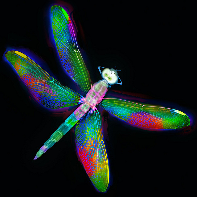 Dragonfly 4 © Harold Davis