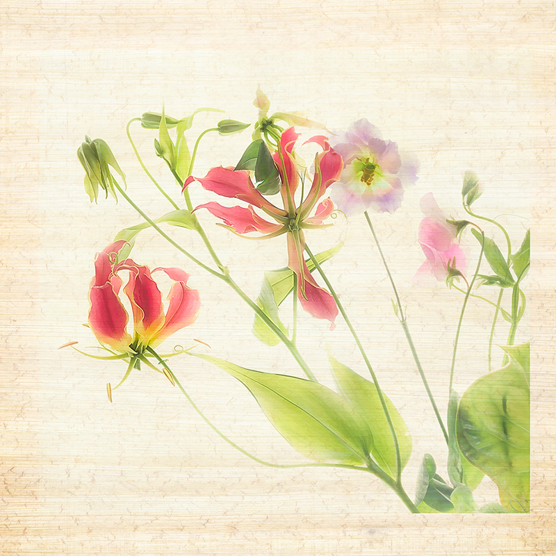 Gloriosa Lily © Harold Davis