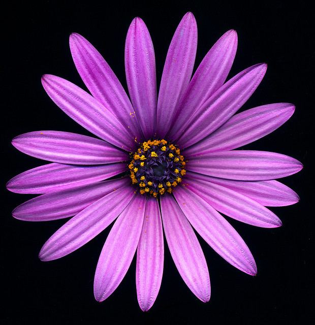 Purple Flower Scan © Harold Davis