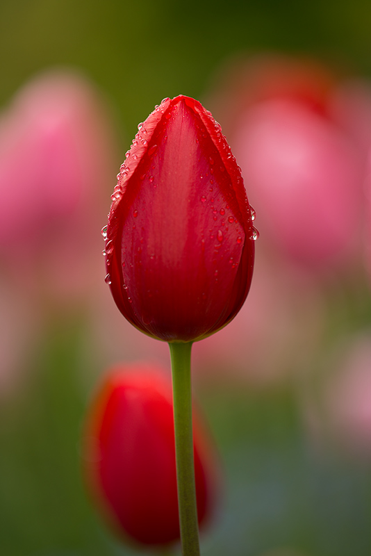 Red Tulip, Giverny © Harold Davis