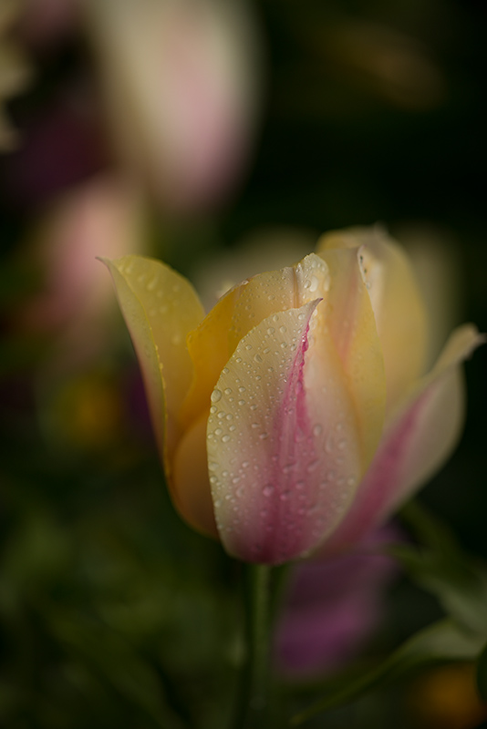 Variegated Tulip, Giverny © Harold Davis