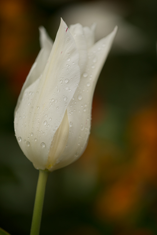 White Tulip, Giverny © Harold Davis