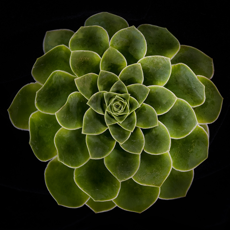 Succulent (Color)  © Harold Davis