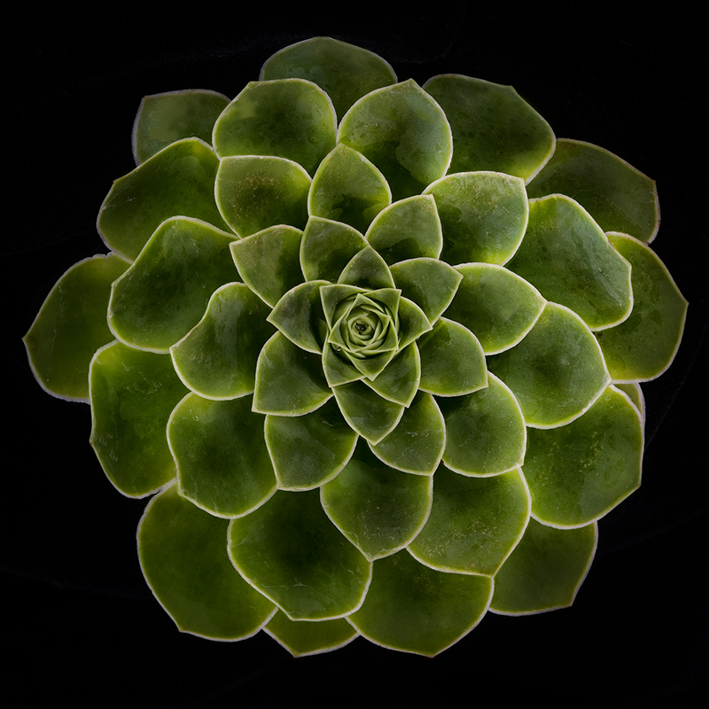 Succulent, original version  © Harold Davis