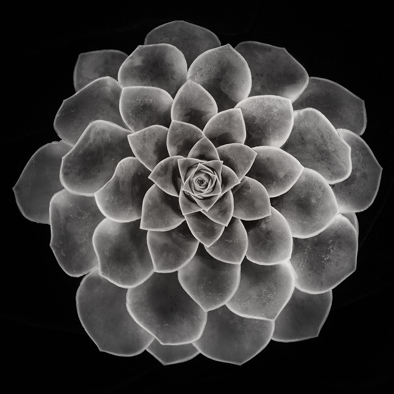 Succulent  (Black & White) © Harold Davis