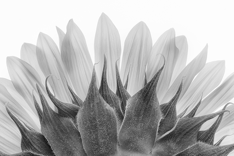 Sunflower Sunrise (black & white) © Harold Davis