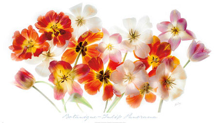 Tulip Panorama art poster published by Editions Limited © Harold Davis